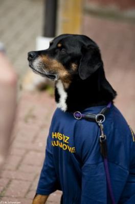 Frauenfußballtunier Hund